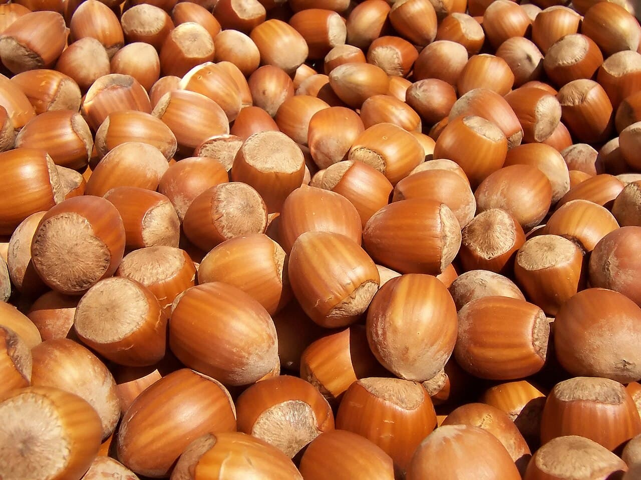 Sagra: Festa della Nocciola di Novara di Sicilia, Novara di Sicilia