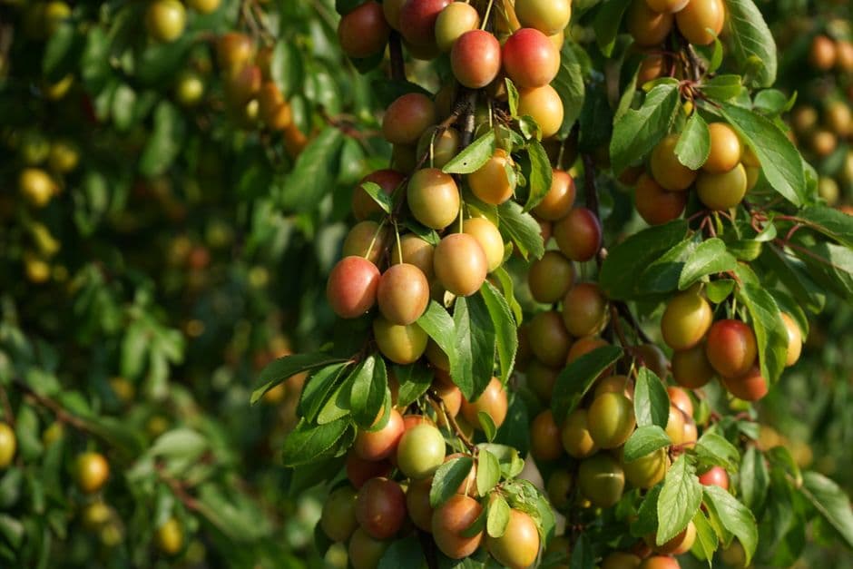 Sagra: Antica Sagra del Susino, Bovolone