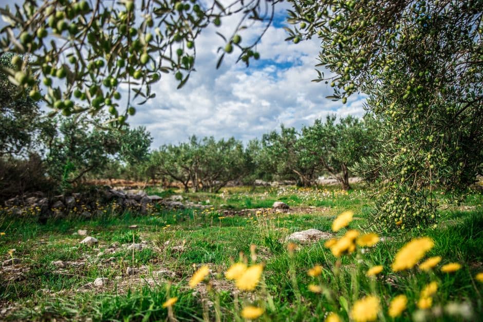 Evento: Camminata tra gli Olivi in Sicilia, Agrigento