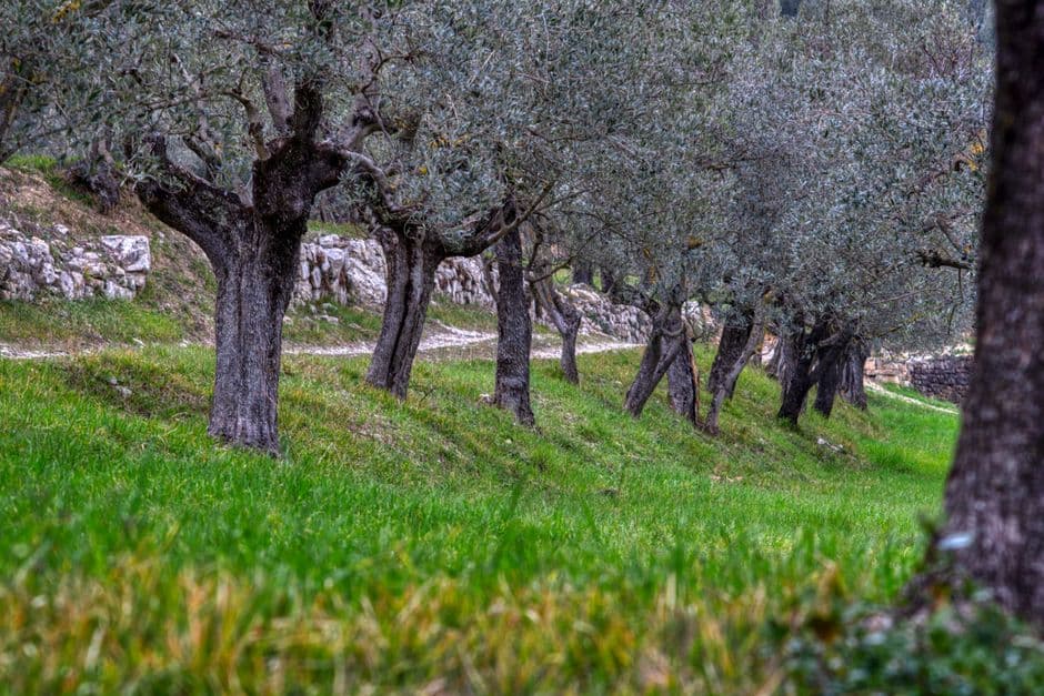 Evento: Camminata tra gli Olivi in Veneto, Verona