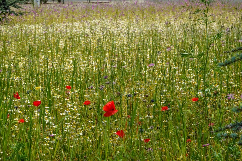 Festa: Festa dei Fiori e delle Erbe, Berceto