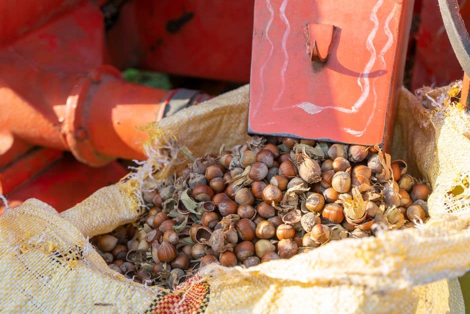 Sagra: Festa della Nocciola di Novara di Sicilia, Novara di Sicilia