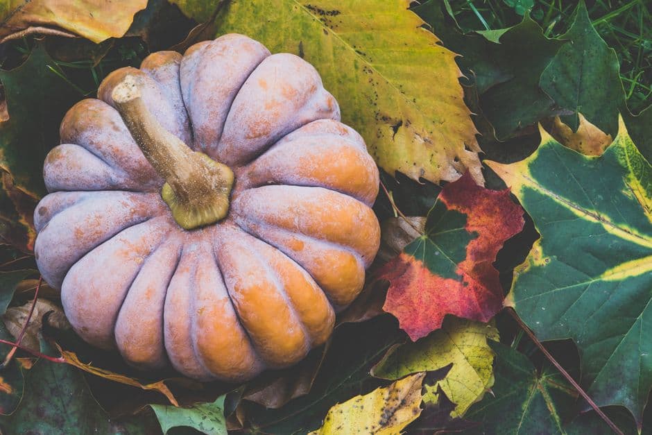 Sagra: Festa della Zucca di Montegaldella, Montegaldella