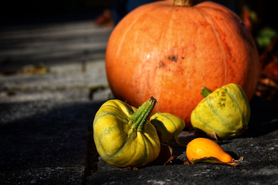 Festa: Festa della Zucca e dei Fiori di Montagnana, Montagnana