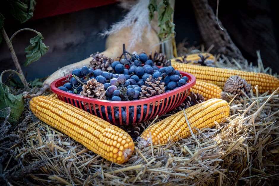 Festa: Festa dell'Uva di Impruneta, Impruneta