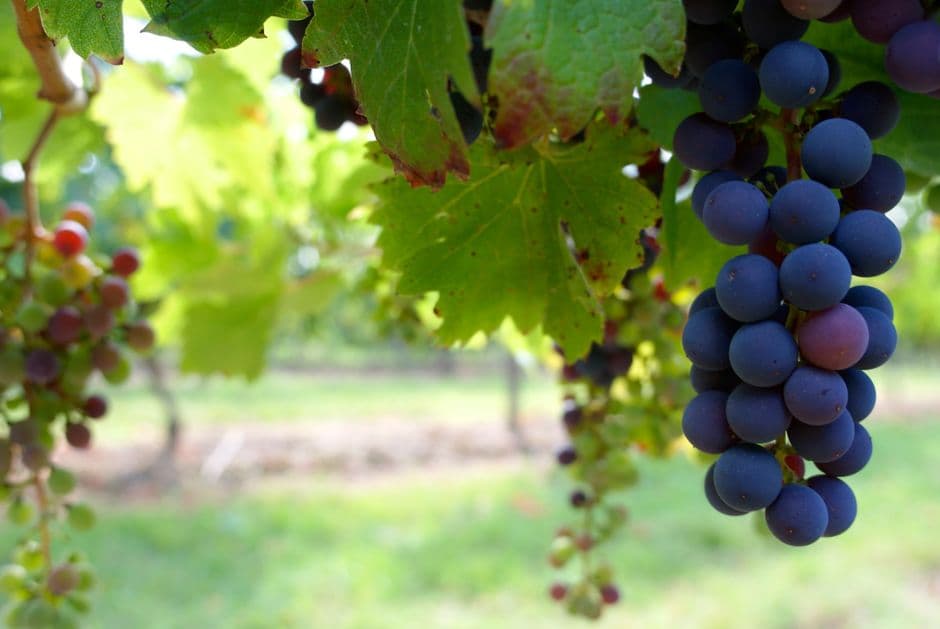 Festa: Festa dell'Uva e del Vino, Terricciola