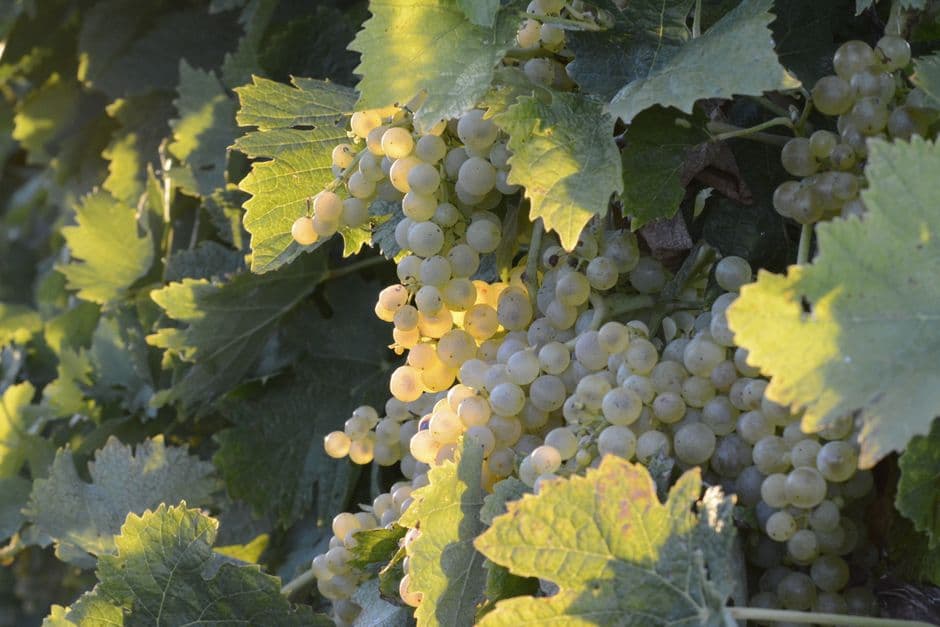 Festa: Festa dell'Uva e delle Cantine, Isola del Giglio