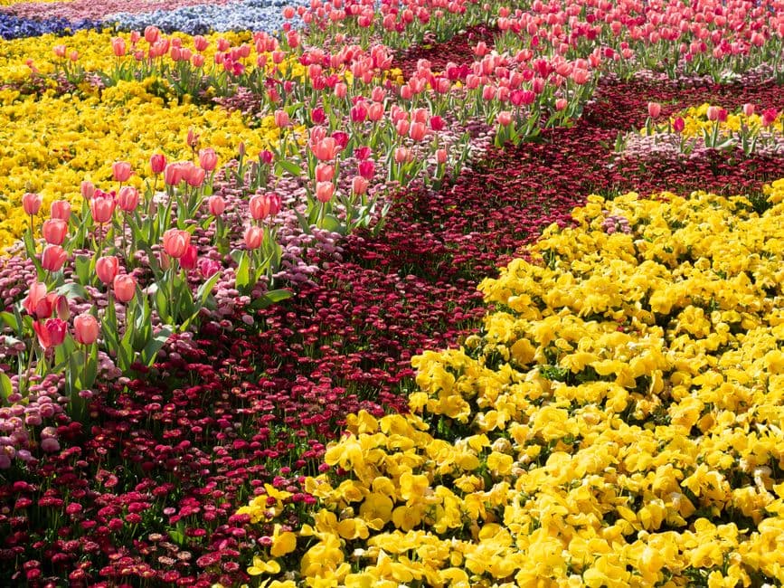 Festa: Festa di Primavera e dei Carri di Pensiero, Casola Valsenio