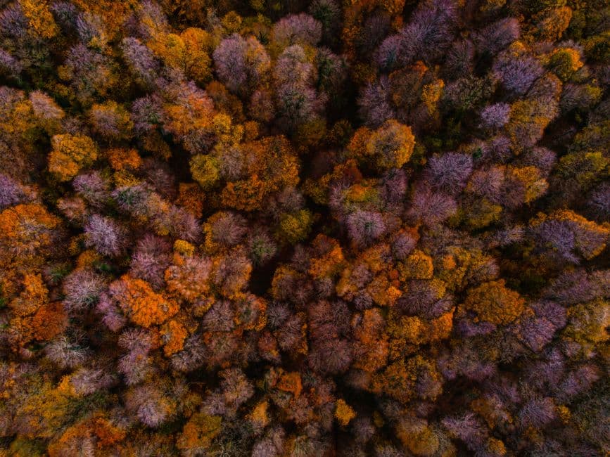 Evento: Festival del Fall Foliage, Bagno di Romagna