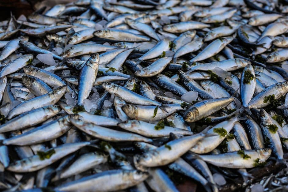 Sagra: Festival del Pesce Azzurro di Marzamemi, Pachino