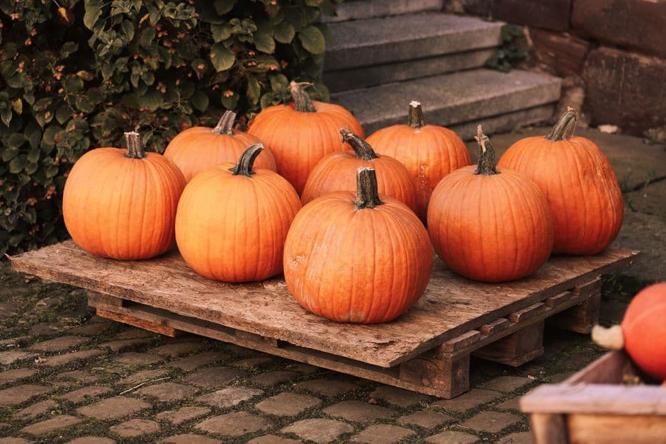 Fiera: Fiera della Zucca, Zuccarello