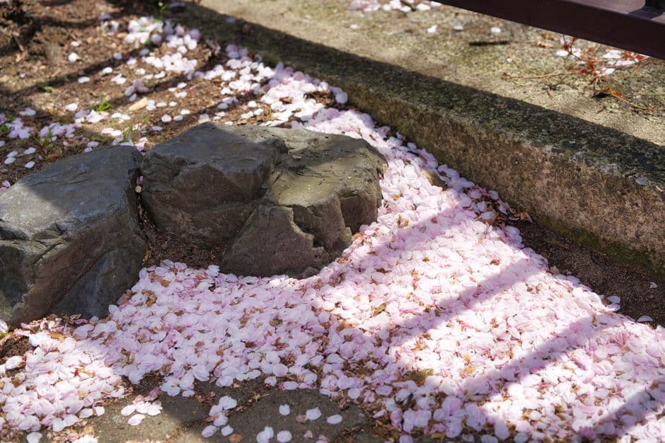 Evento: Infiorata del Corpus Domini a Noale, Noale