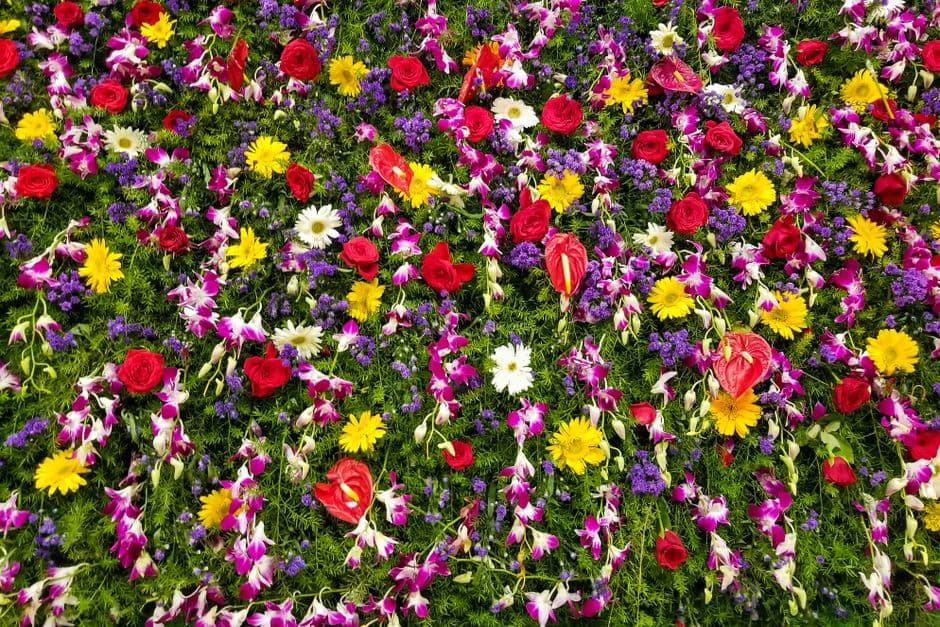 Evento: Infiorata del Corpus Domini di San Pier Niceto, San Pier Niceto