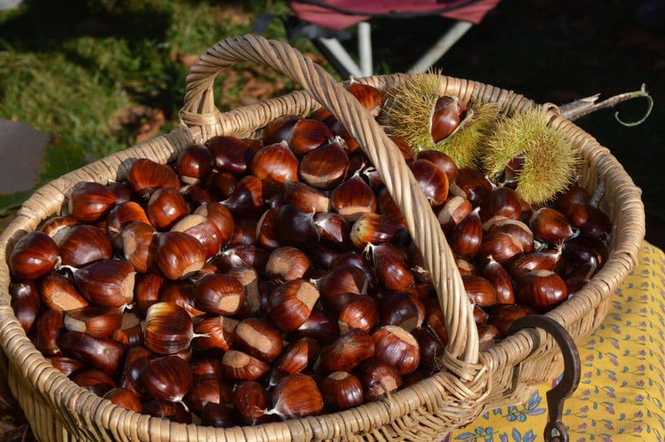Sagra: Mostra-mercato dei Marroni del Monfenera, Pederobba