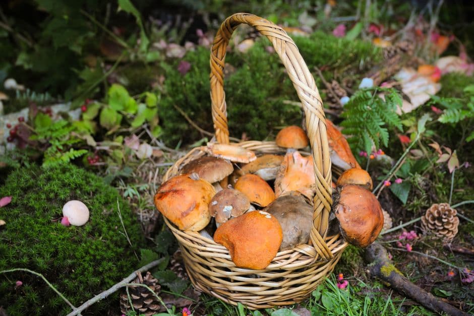 Sagra: Profumi e Sapori d'Autunno a Nicolosi, Nicolosi