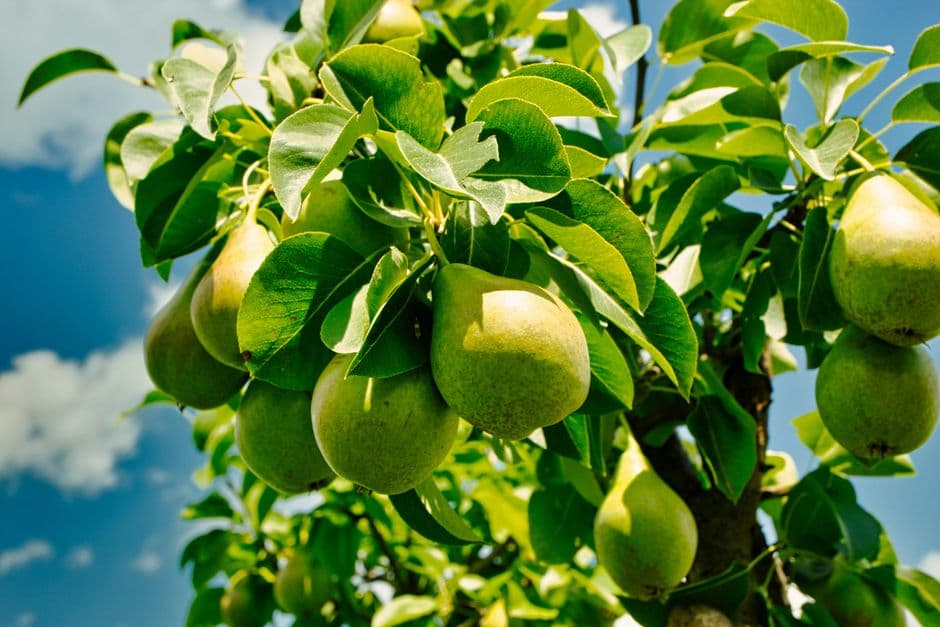 Sagra: Sagra dei Peri di Conscio, Casale sul Sile