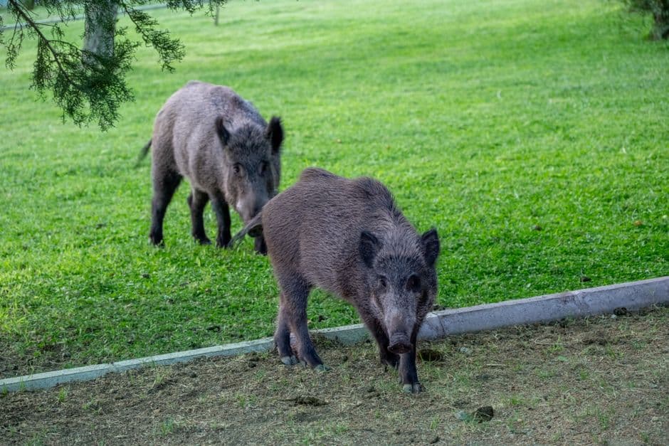 Sagra: Sagra del Cinghiale al Chiocchio, Greve in Chianti