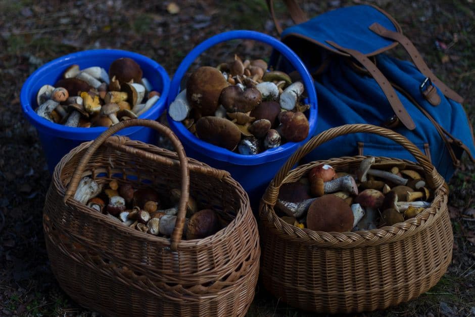 Sagra: Sagra del Fungo e della Castagna, Cutigliano