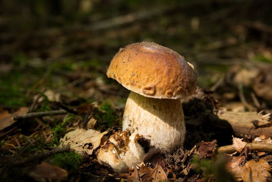 Sagra: Sagra del Fungo Porcino di Villa Minozzo, Villa Minozzo