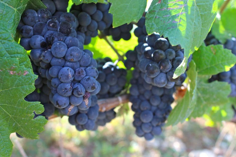 Sagra: Sagra del Lambrusco di Scandiano, Scandiano