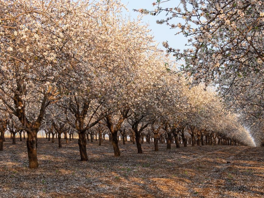 Evento: Sagra del Mandorlo in Fiore, Agrigento