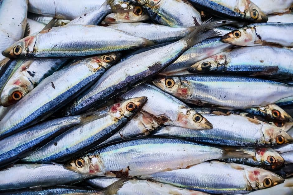 Sagra: Sagra del Pesce Azzurro di Aci Trezza, Aci Castello