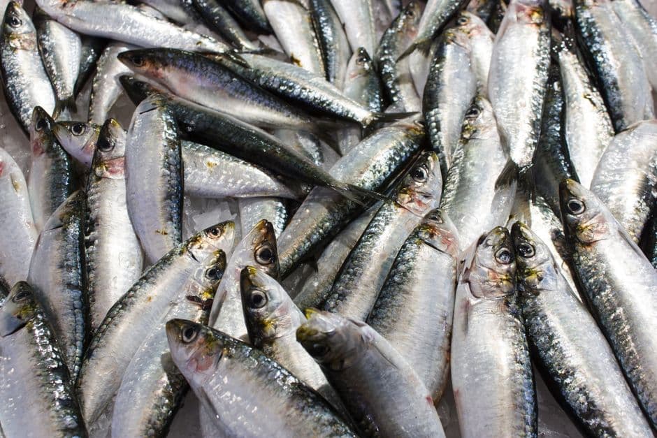 Sagra: Sagra del Pesce Azzurro, Marina di Ravenna