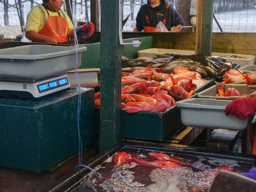 Sagra: Sagra del Pesce di Chioggia, Chioggia