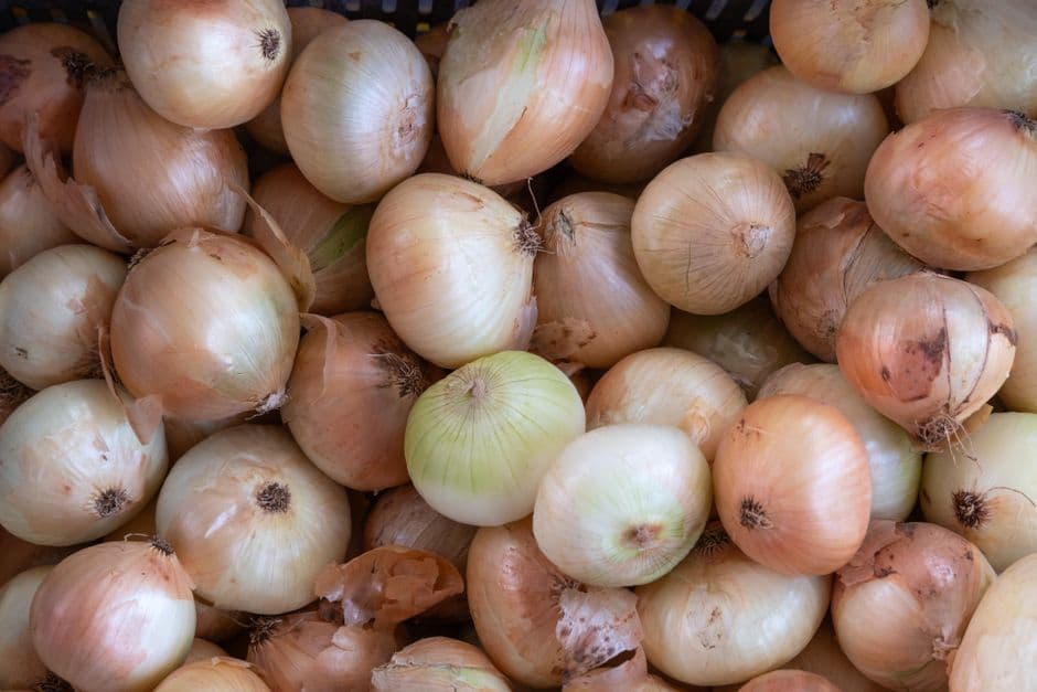 Sagra: Sagra della Cipolla di Castrofilippo, Castrofilippo