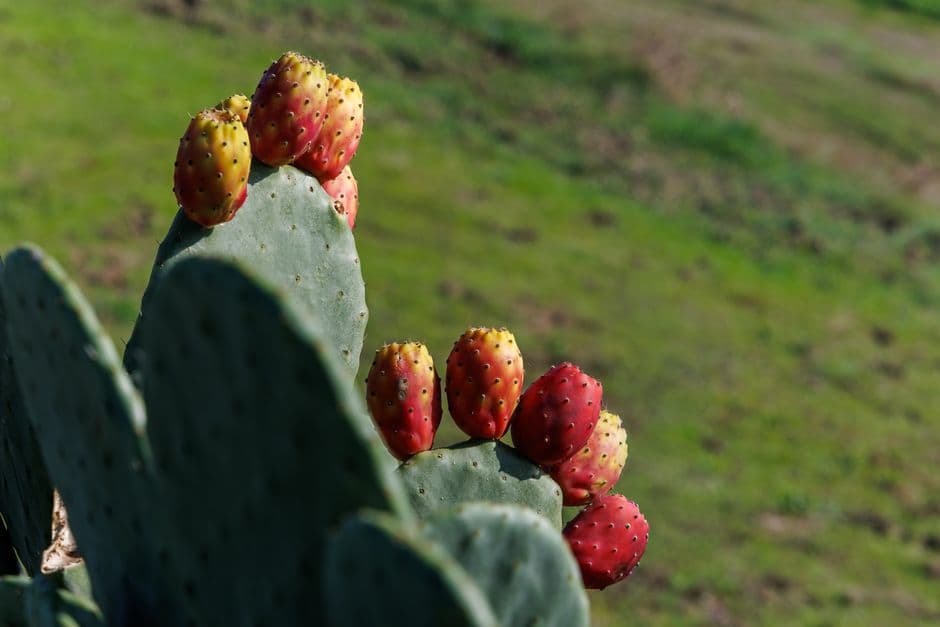 Sagra: Sagra della Mostarda e del Ficodindia di Militello, Militello in Val di Catania