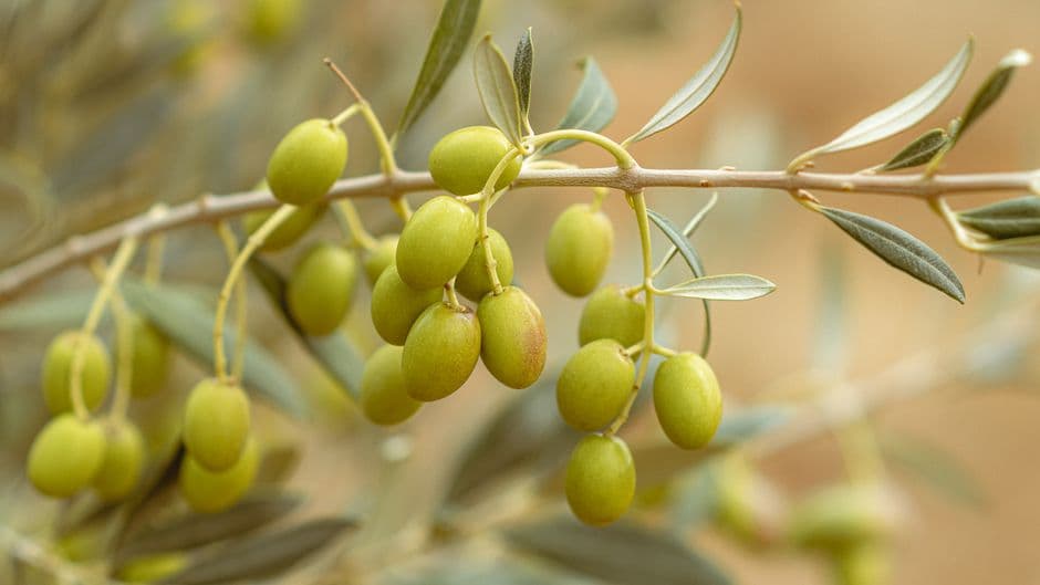 Sagra: Sagra dell'Olio e dell'Oliva di Campobello di Mazara, Campobello di Mazara