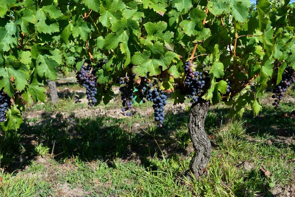 Festa: Sangiovese in Festa, Modigliana