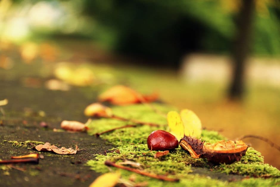 Fiera: Sapori d'Autunno, Castelnuovo Magra