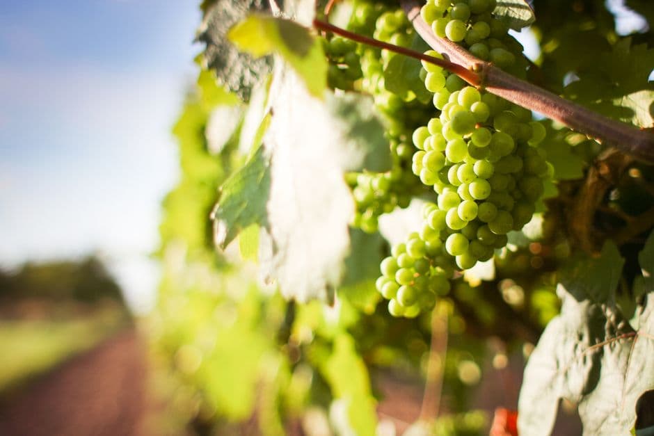 Fiera: Valtidone Wine Fest a Pianello, Pianello Val Tidone