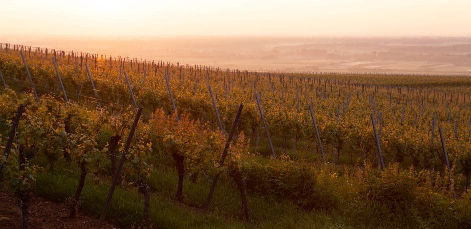 Festa: Vigneti Aperti in Sicilia, Marsala