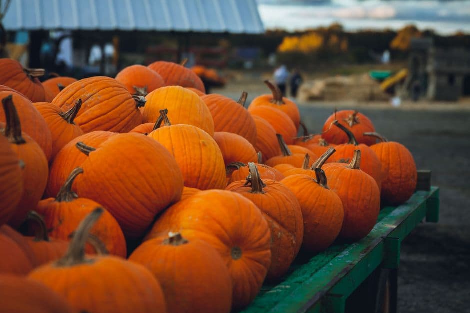 Sagra: Zucca in Piazza, Cengio