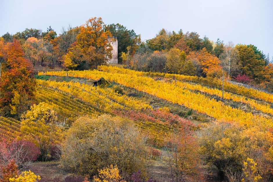 Sagra: Autunno contadino di Molina, Fumane
