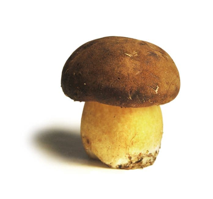 Sagra: Sagra del Fungo di Borgotaro, Borgo Val di Taro
