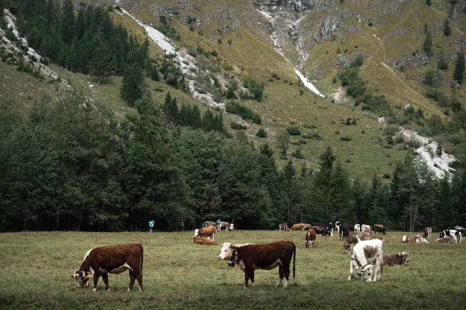 Sagra: Transumanza a Ridanna, Racines