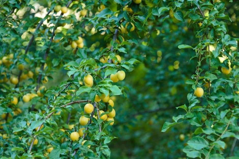 Sagra: Sagra della mostarda di fichi d'india di Gagliano Castelferrato, Gagliano Castelferrato