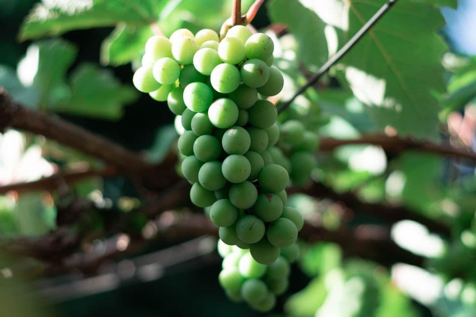 Sagra: Sagra della vendemmia di Pedalino, Comiso