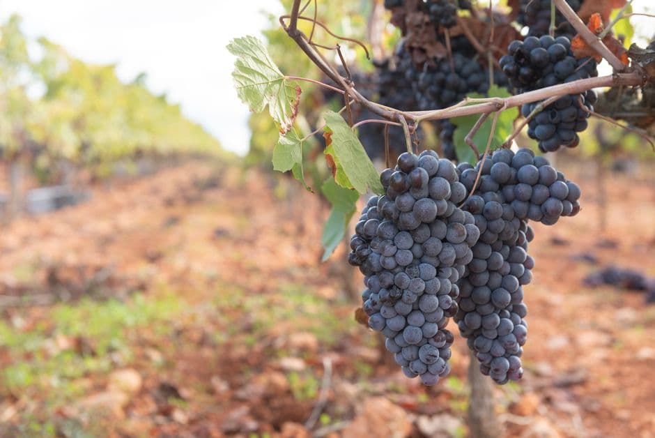 Sagra: Bacco per Bacco - Sagra del Vino Primitivo, Turi