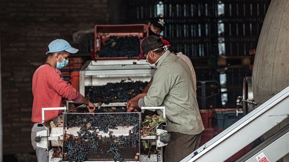 Sagra: Festa della Vendemmia, Cellino Attanasio