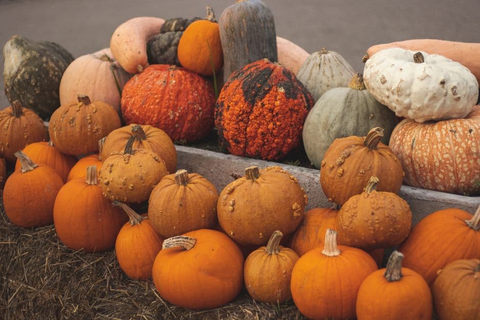 Festa: Festa delle Zucche, Filottrano
