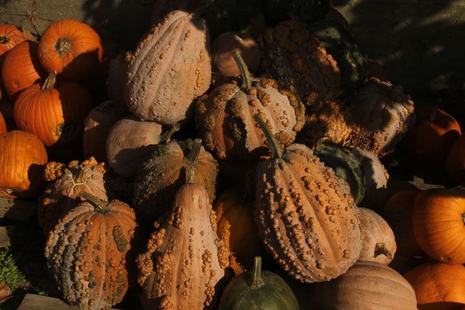 Sagra: Fuori di Zucca, Santa Maria Maggiore
