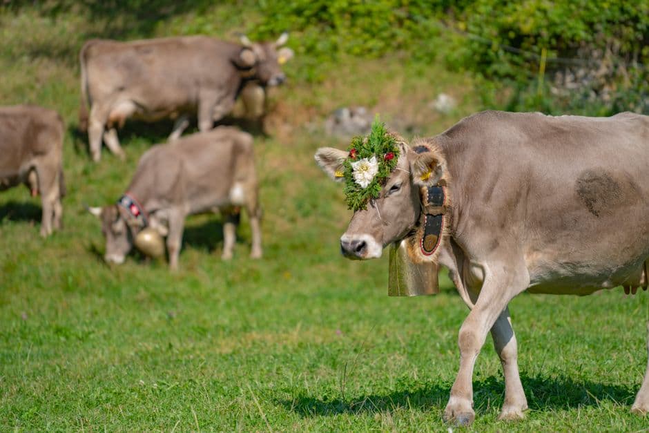 Festa: Gran Festa del Desmontegar, Primiero San Martino di Castrozza