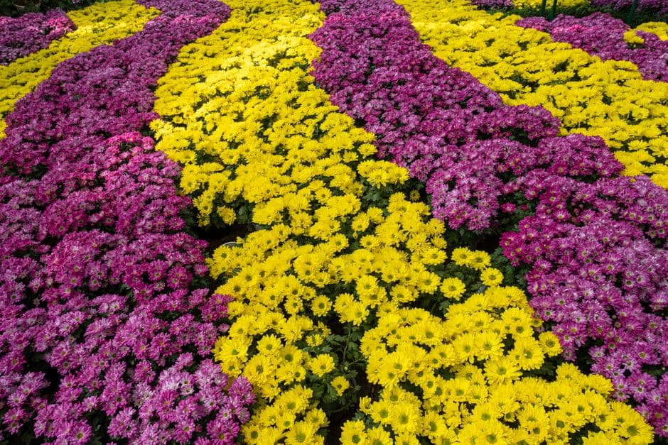 Festa: Infiorata di Genzano, Genzano di Roma