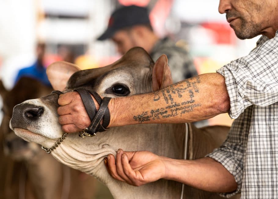 Fiera: Maggio Fiaschettano e Fiera del Bestiame, Caneva