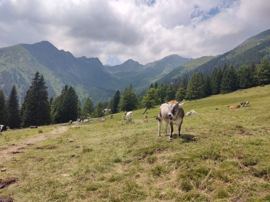 Mercatino: Mercato del Bestiame e delle Merci di San Candido, San Candido
