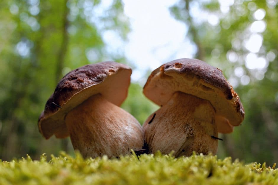 Sagra: Sagra dei Funghi Porcini di Castelpagano, Castelpagano